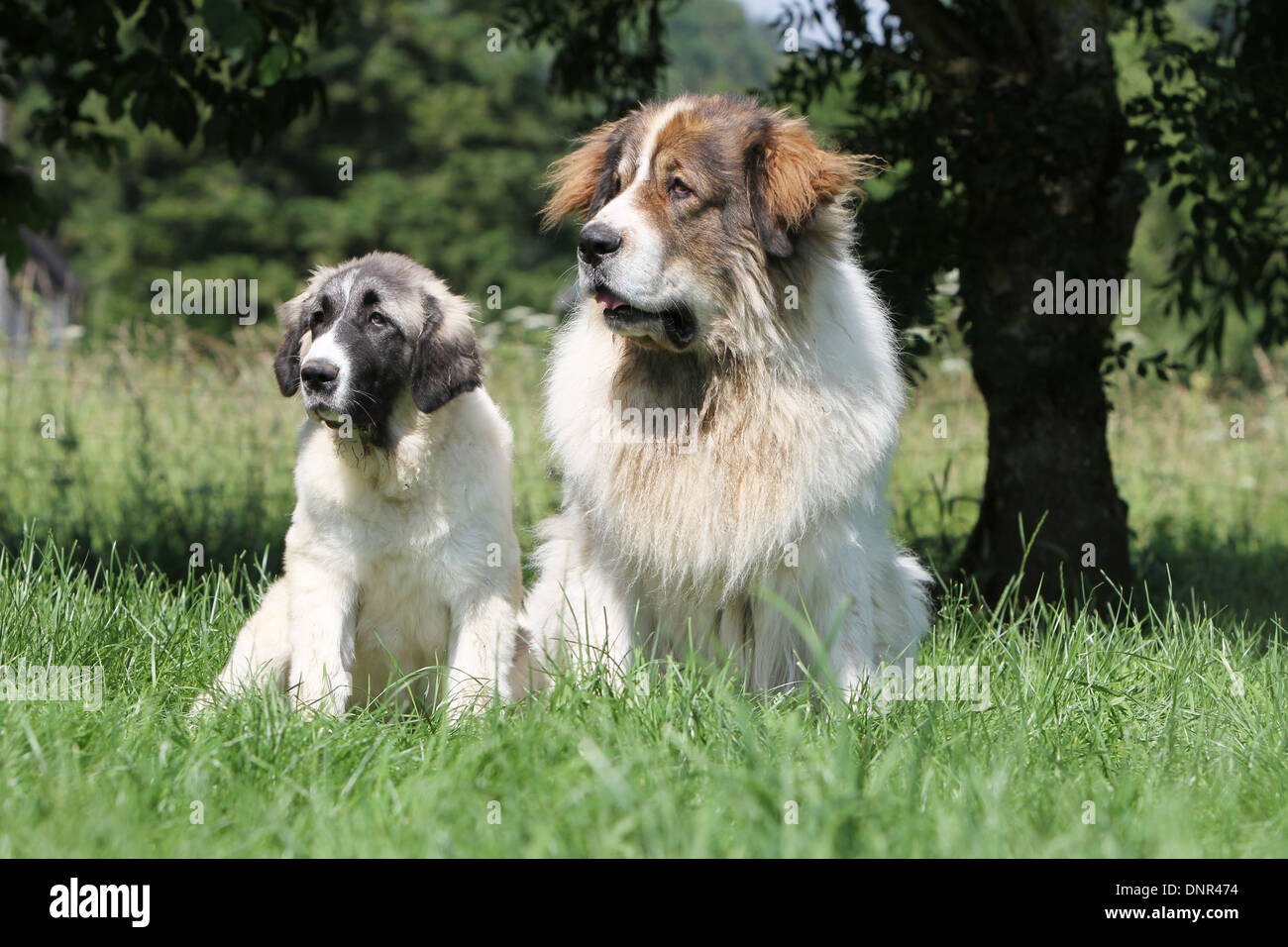 Dog Pyrenean Mastiff / Mastín del Pirineo / Mâtin des Pyrénées /  adult and puppy sitting in a meadow Stock Photo