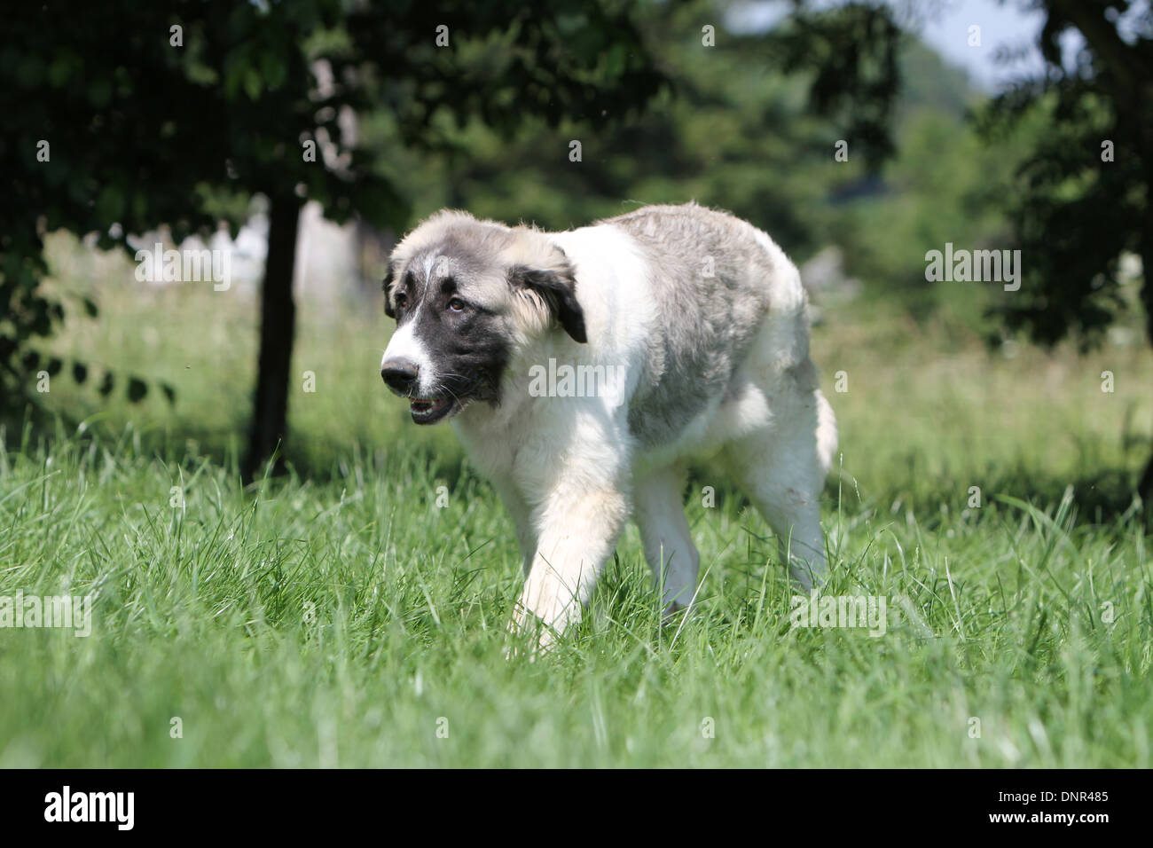 Dog Pyrenean Mastiff / Mastín del Pirineo / Mâtin des Pyrénées /  puppy running in a meadow Stock Photo