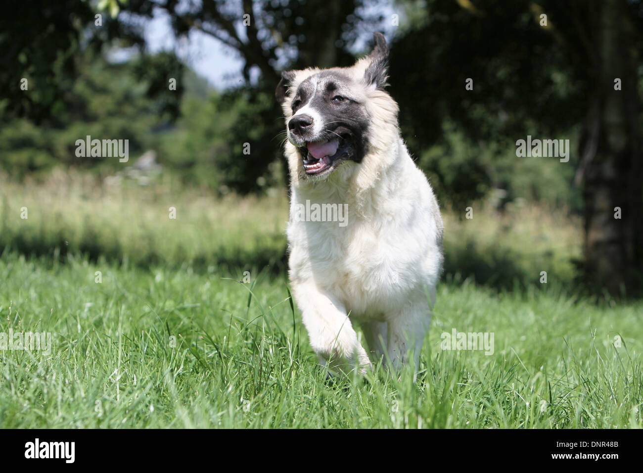 Dog Pyrenean Mastiff / Mastín del Pirineo / Mâtin des Pyrénées /  puppy running in a meadow Stock Photo