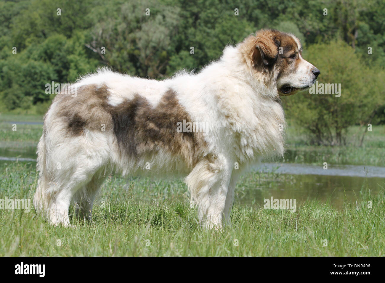 Dog Pyrenean Mastiff / Mastín del Pirineo / Mâtin des Pyrénées /  adult standing at the edge of a lake Stock Photo