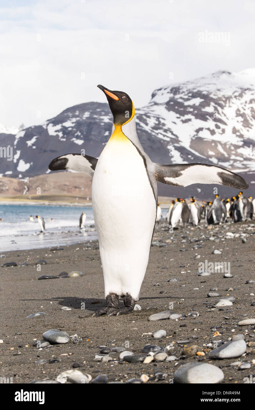 A Penguin stretches its wings on a beach in South Georgia Stock Photo