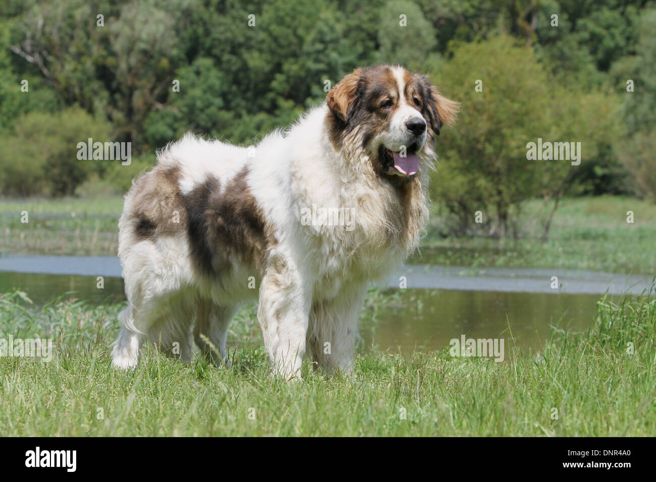 Dog Pyrenean Mastiff / Mastín del Pirineo / Mâtin des Pyrénées /  adult standing at the edge of a lake Stock Photo