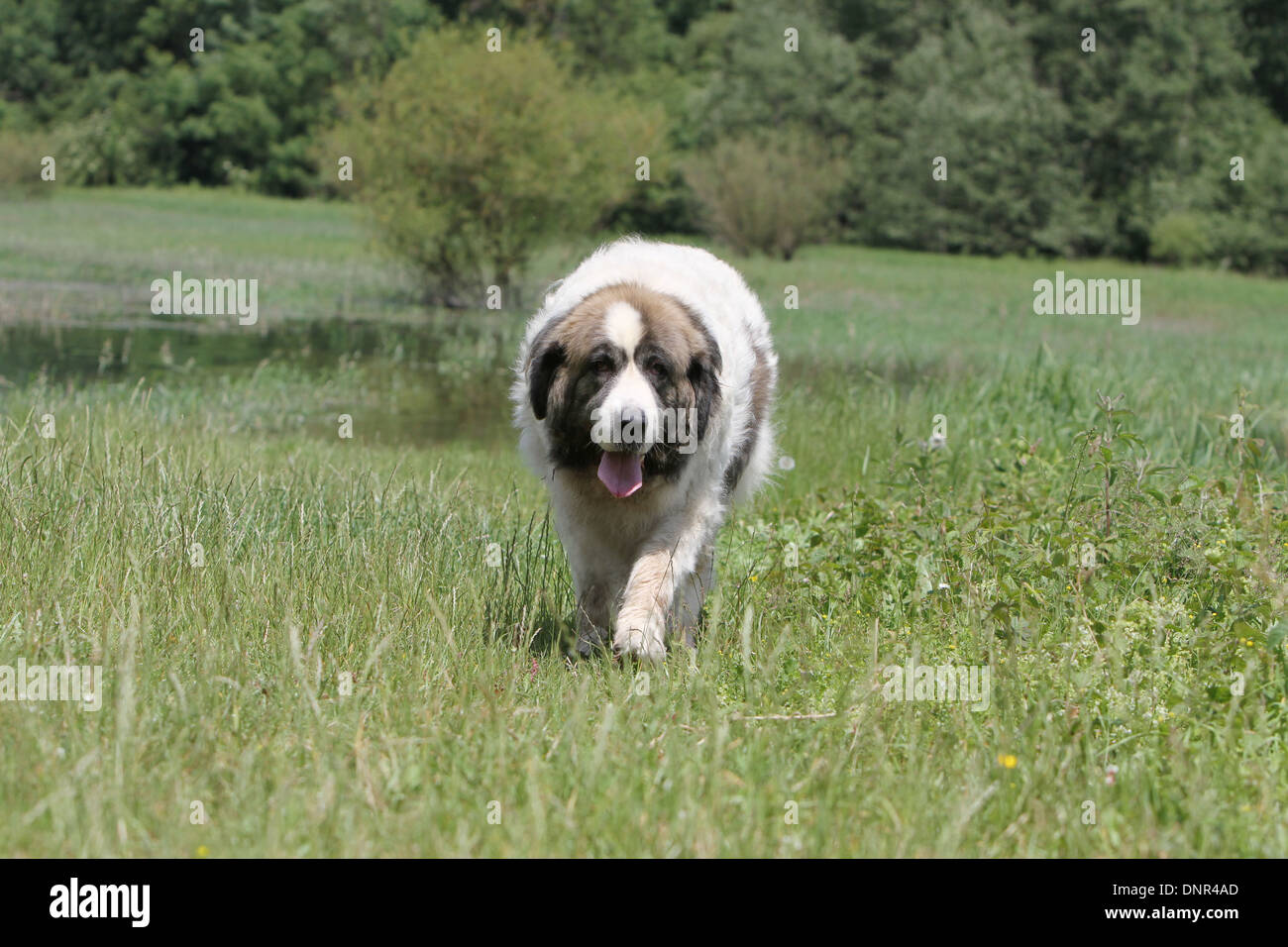 Dog Pyrenean Mastiff / Mastín del Pirineo / Mâtin des Pyrénées /  adult running in a meadow Stock Photo
