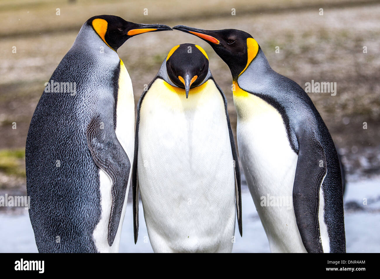 Two King Penguins form an arch for a third King Penguin Stock Photo
