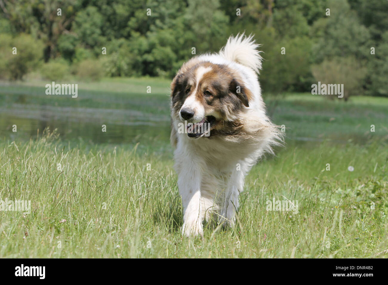 Dog Pyrenean Mastiff / Mastín del Pirineo / Mâtin des Pyrénées /  adult running in a meadow Stock Photo