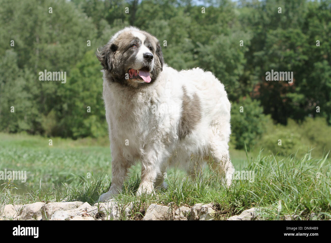Dog Pyrenean Mastiff / Mastín del Pirineo / Mâtin des Pyrénées /  adult standing in a meadow Stock Photo