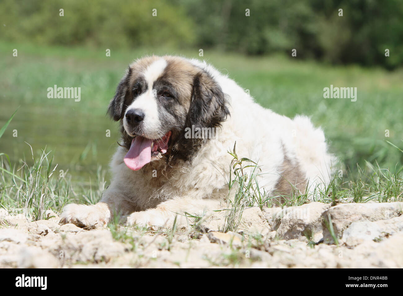 Dog Pyrenean Mastiff / Mastín del Pirineo / Mâtin des Pyrénées /  adult lying in a field Stock Photo