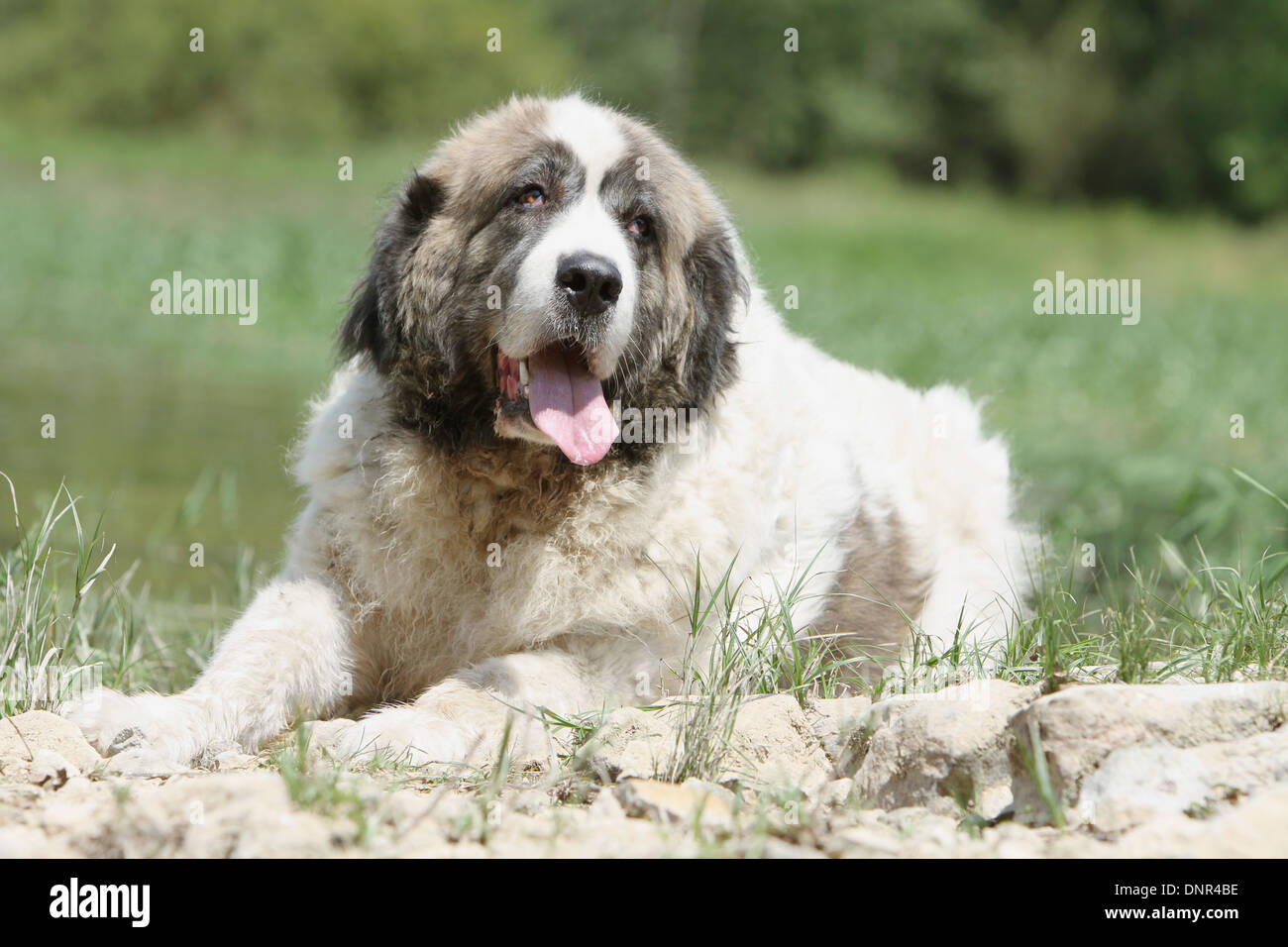 Dog Pyrenean Mastiff / Mastín del Pirineo / Mâtin des Pyrénées /  adult lying in a meadow Stock Photo