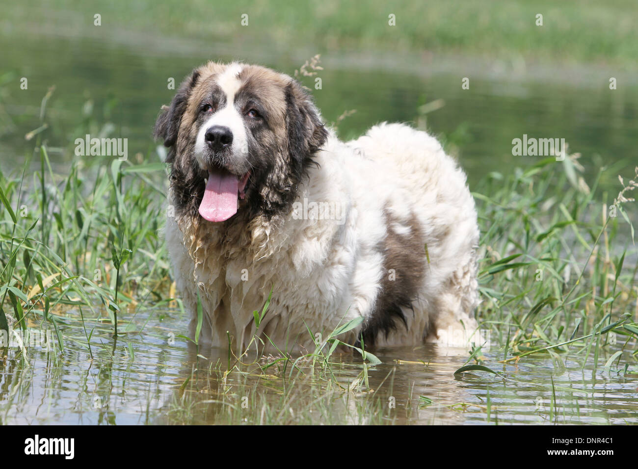 Dog Pyrenean Mastiff / Mastín del Pirineo / Mâtin des Pyrénées /  adult standing in a lake Stock Photo