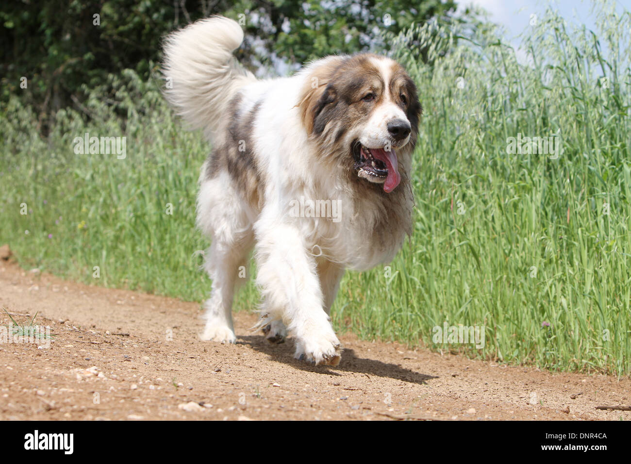 Dog Pyrenean Mastiff / Mastín del Pirineo / Mâtin des Pyrénées /  adult running in a path Stock Photo