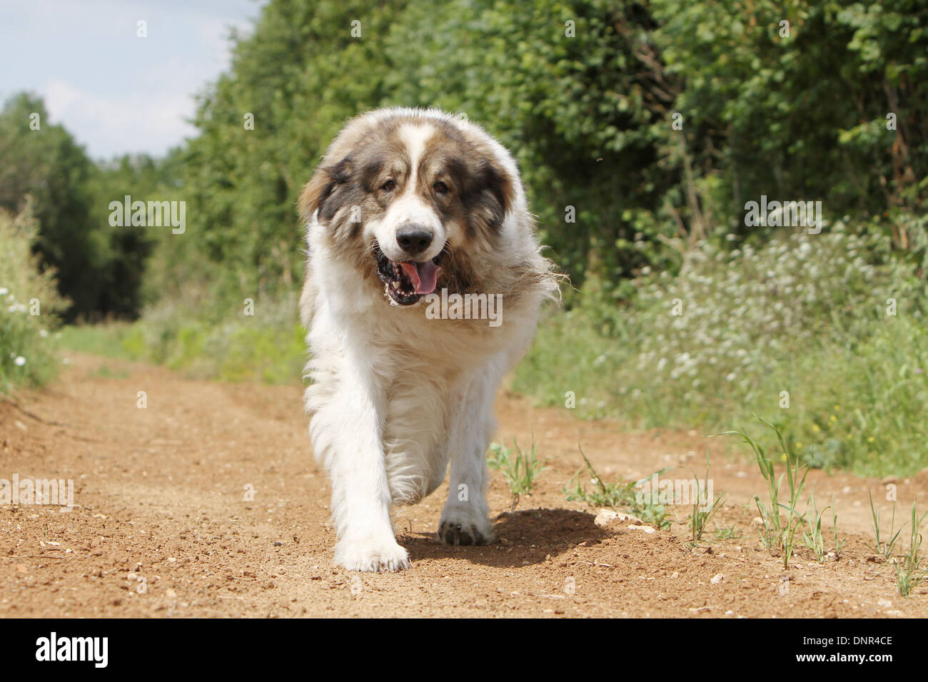 Dog Pyrenean Mastiff / Mastín del Pirineo / Mâtin des Pyrénées /  adult running in a path Stock Photo