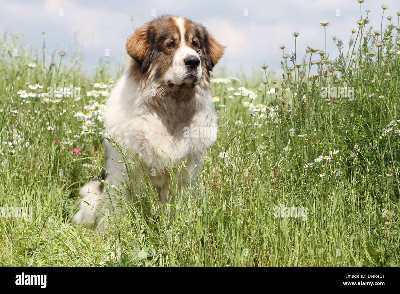 Dog Pyrenean Mastiff / Mastín del Pirineo / Mâtin des Pyrénées /  adult sitting in a meadow Stock Photo