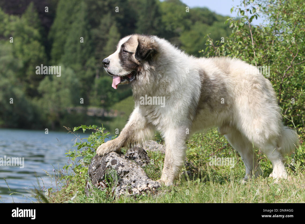 Dog Pyrenean Mastiff / Mastín del Pirineo / Mâtin des Pyrénées /  adult standing at the edge of a lake Stock Photo
