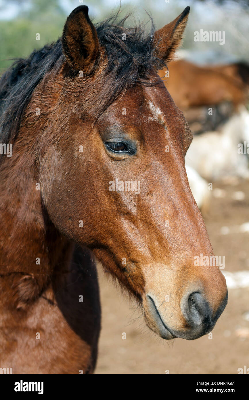 Horse eyes hires stock photography and images Alamy