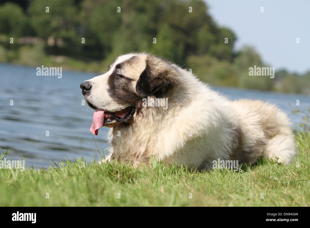 Dog Pyrenean Mastiff / Mastín del Pirineo / Mâtin des Pyrénées /  adult lying at the edge of a lake Stock Photo