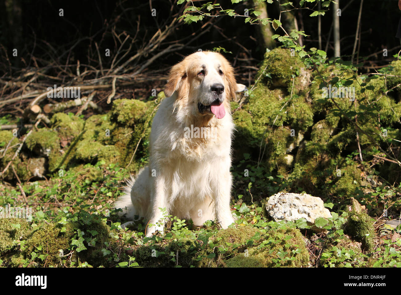 Dog Pyrenean Mastiff / Mastín del Pirineo / Mâtin des Pyrénées /  adult sitting in a forest Stock Photo