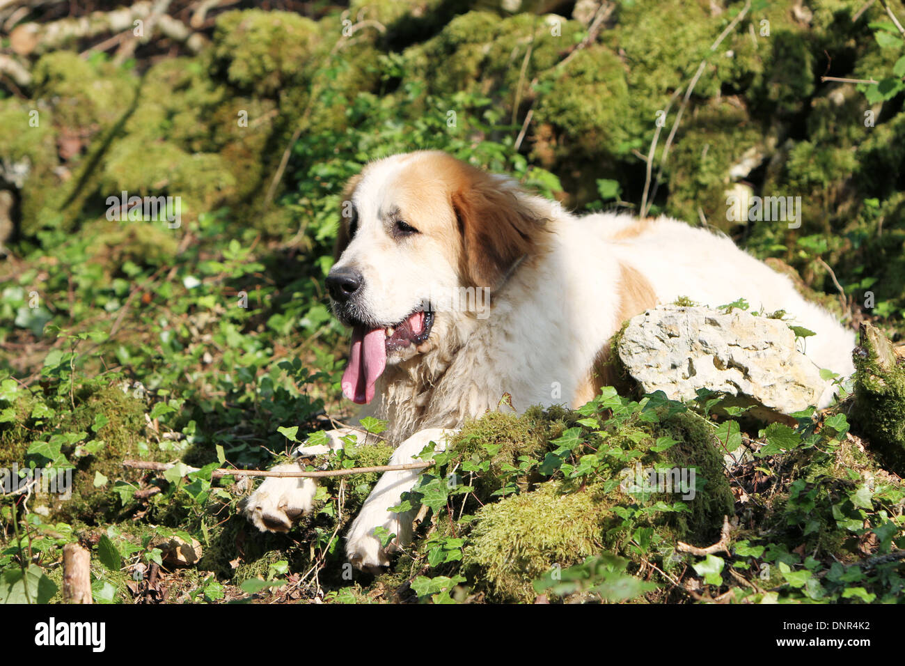 Dog Pyrenean Mastiff / Mastín del Pirineo / Mâtin des Pyrénées /  adult lying in a forest Stock Photo