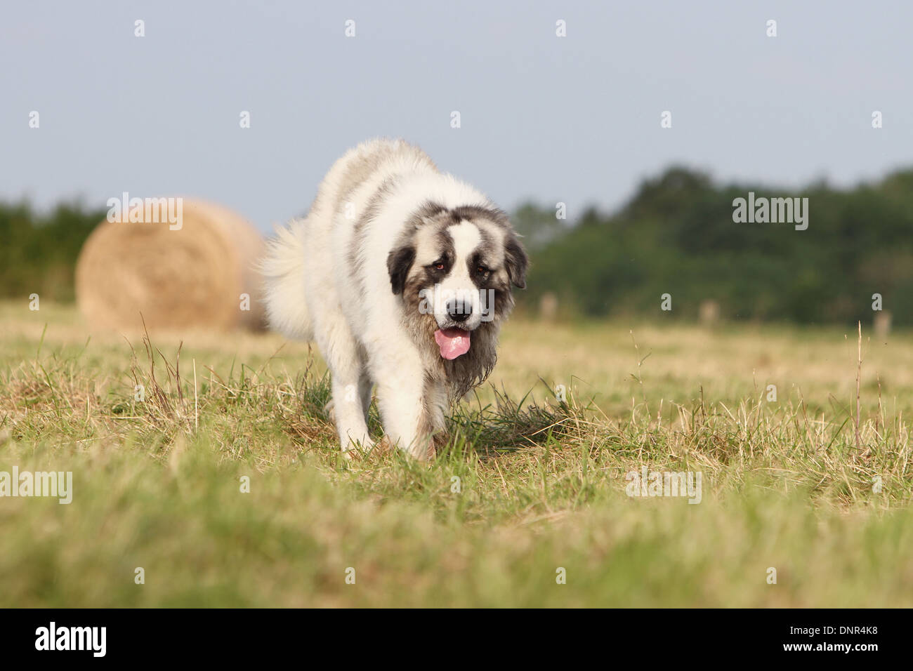Dog Pyrenean Mastiff / Mastín del Pirineo / Mâtin des Pyrénées /  adult walking in a field Stock Photo