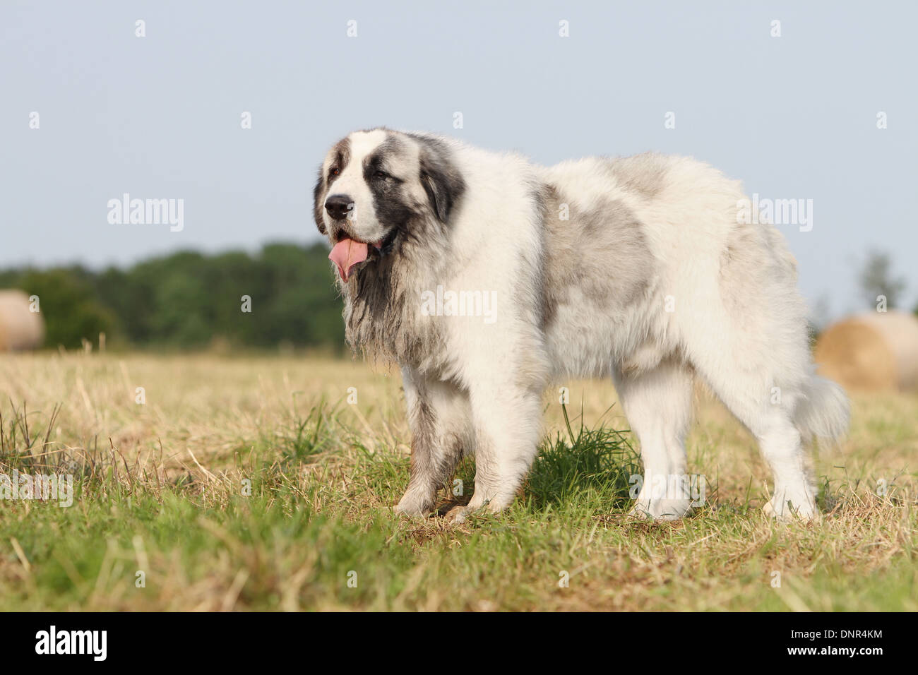 Dog Pyrenean Mastiff / Mastín del Pirineo / Mâtin des Pyrénées /  adult standing in a field Stock Photo