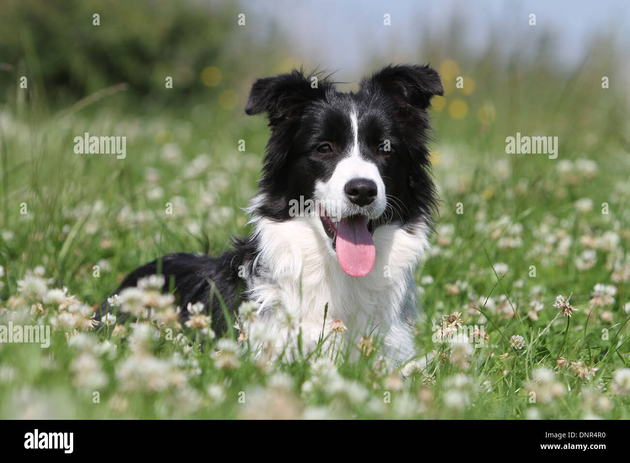 Dog Border Collie / adult (red merle) standing in a meadow Stock Photo -  Alamy