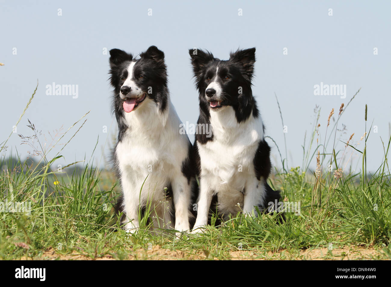 Dog Border Collie / two adults (black and white) sitting in a meadow ...