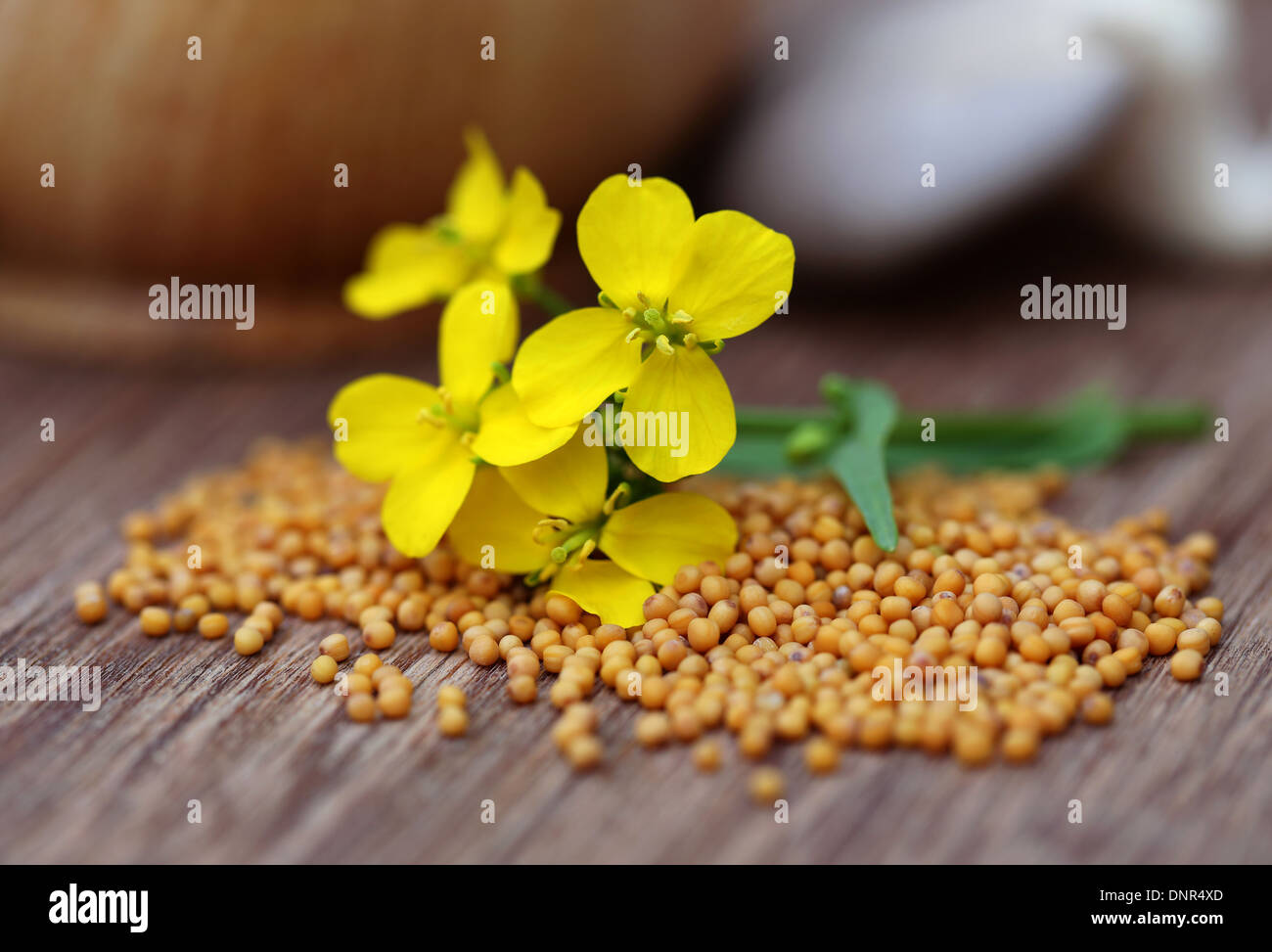 Mustard flowers with mushroom over white background Stock Photo Alamy