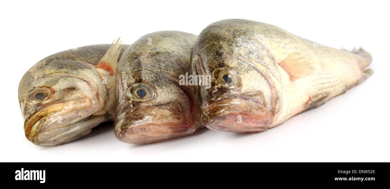 Mottled Nandus or veda fish of South Asia Stock Photo