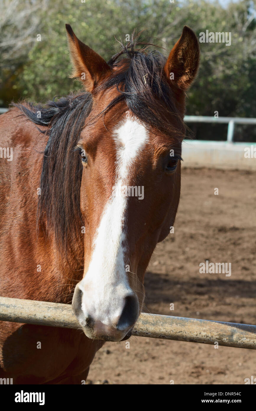 Horse eyes hires stock photography and images Alamy