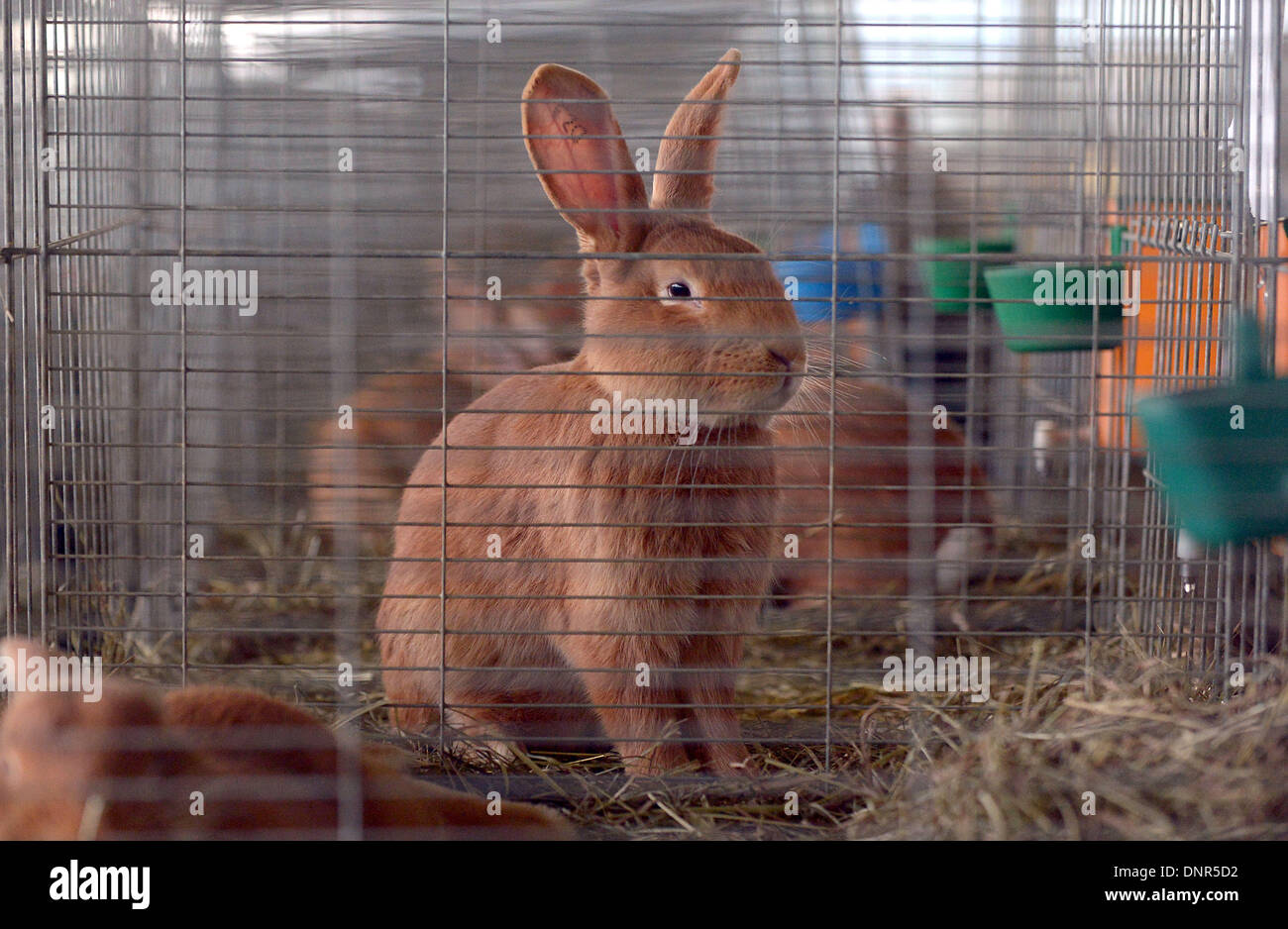rabbit judging cages