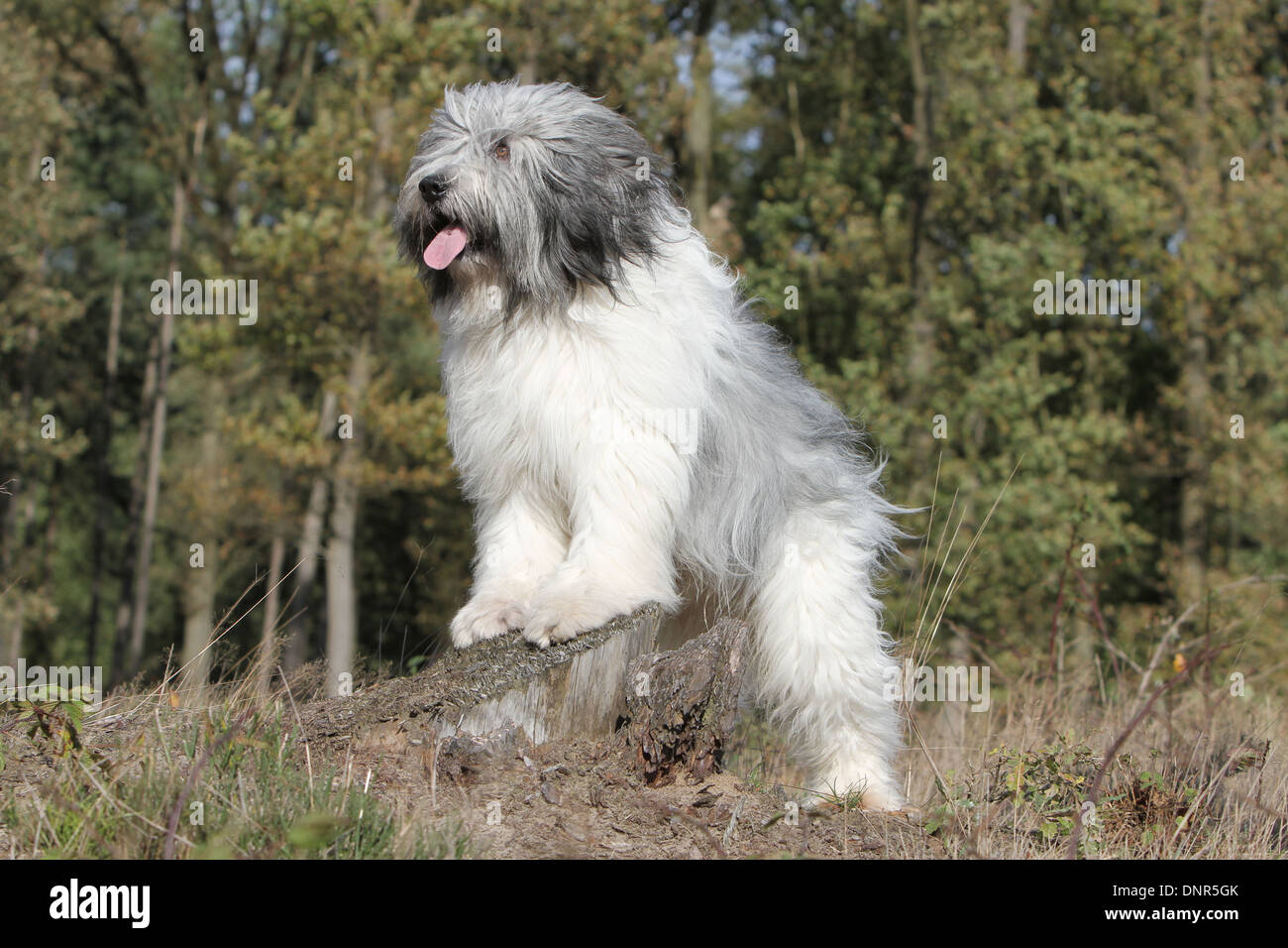 Polish Lowland Sheepdog / Nizinny / Polski Owczarek Nizinny /  adult standing on a tree stump Stock Photo