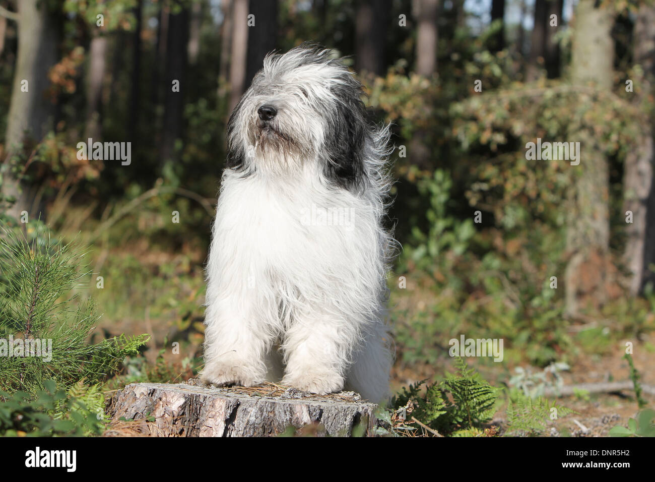 Polish Lowland Sheepdog / Nizinny / Polski Owczarek Nizinny /  adult standing on a tree stump in a forest Stock Photo