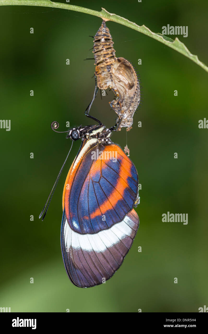 Butterfly Hatching Stock Photos & Butterfly Hatching Stock Images Alamy