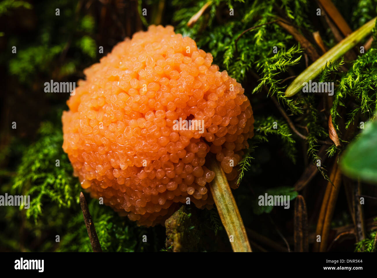A Red Raspberry slime mould Stock Photo