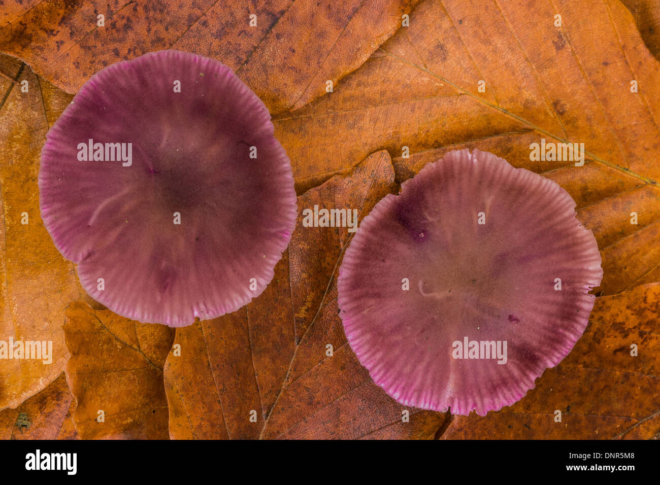 An Amethyst Deceiver fungus Stock Photo