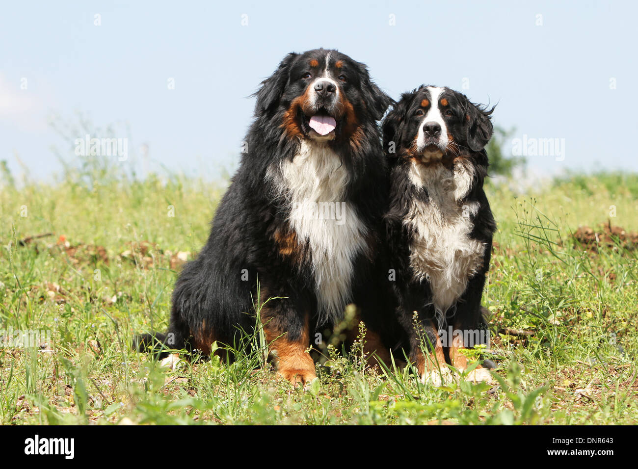 Two bernese mountain dogs sitting hi-res stock photography and