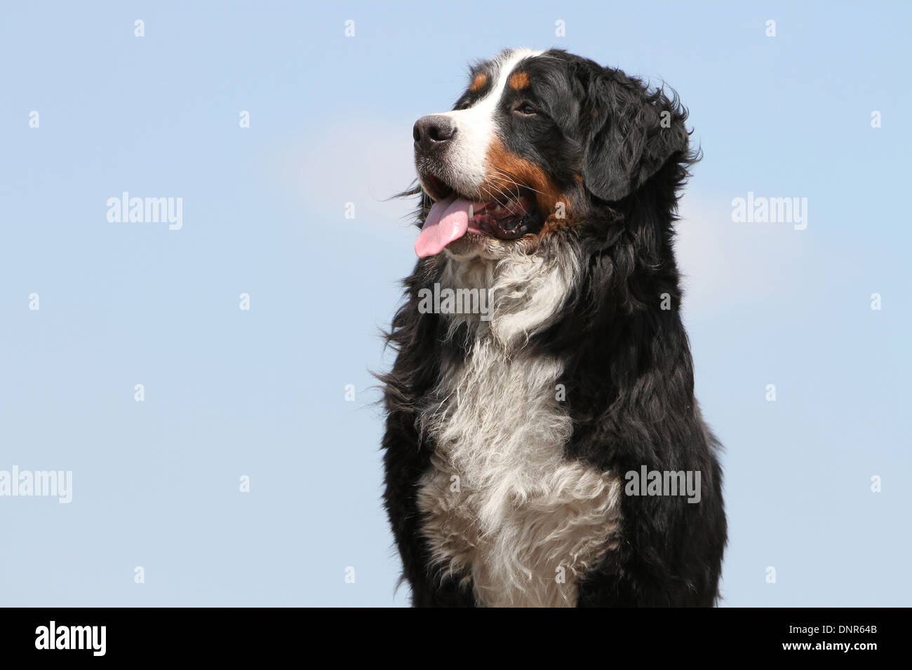 Dog Bernese Mountain Dog   adult portrait profile Stock Photo