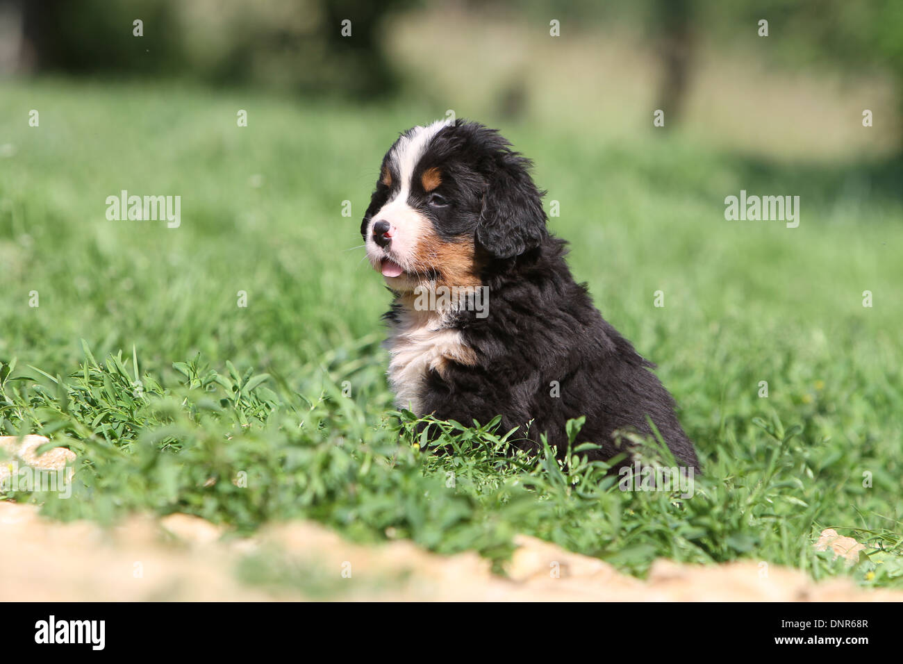 Bernese mountain puppy hires stock photography and images Alamy
