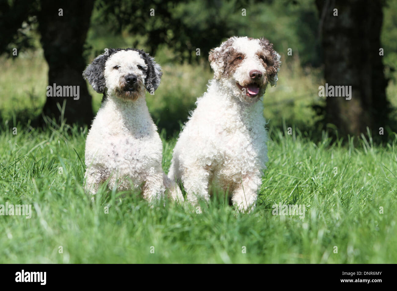 Dog Perro de Agua Espanol / Spanish Water Dog  two adults (different colors) sitting in a garden Stock Photo