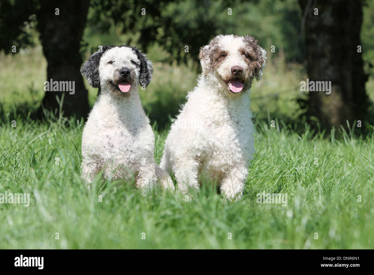 Dog Perro de Agua Espanol / Spanish Water Dog  two adults (different colors) sitting in a garden Stock Photo