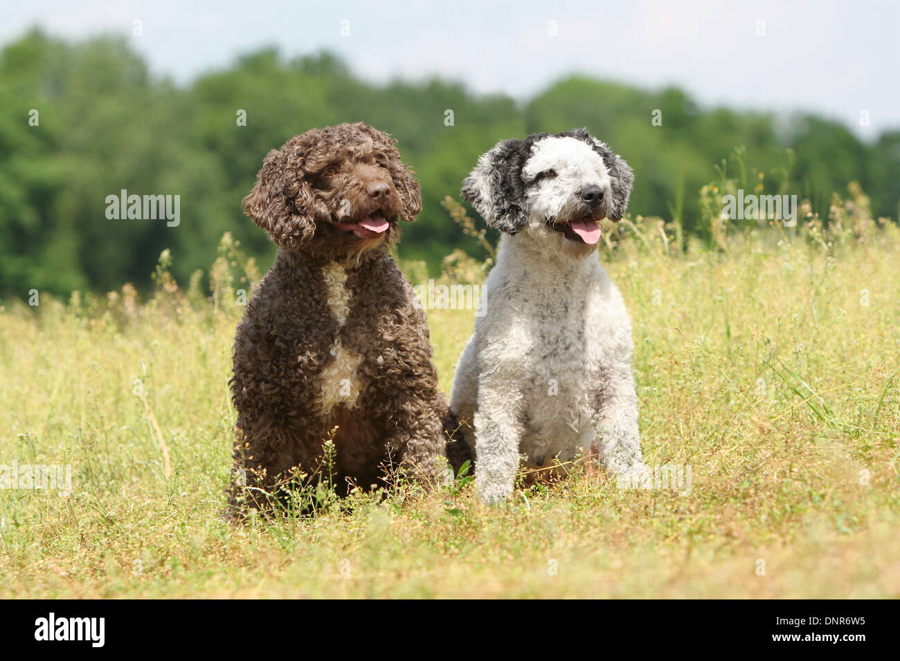 Dog Perro de Agua Espanol / Spanish Water Dog  two adults (different colors) sitting in a meadow Stock Photo