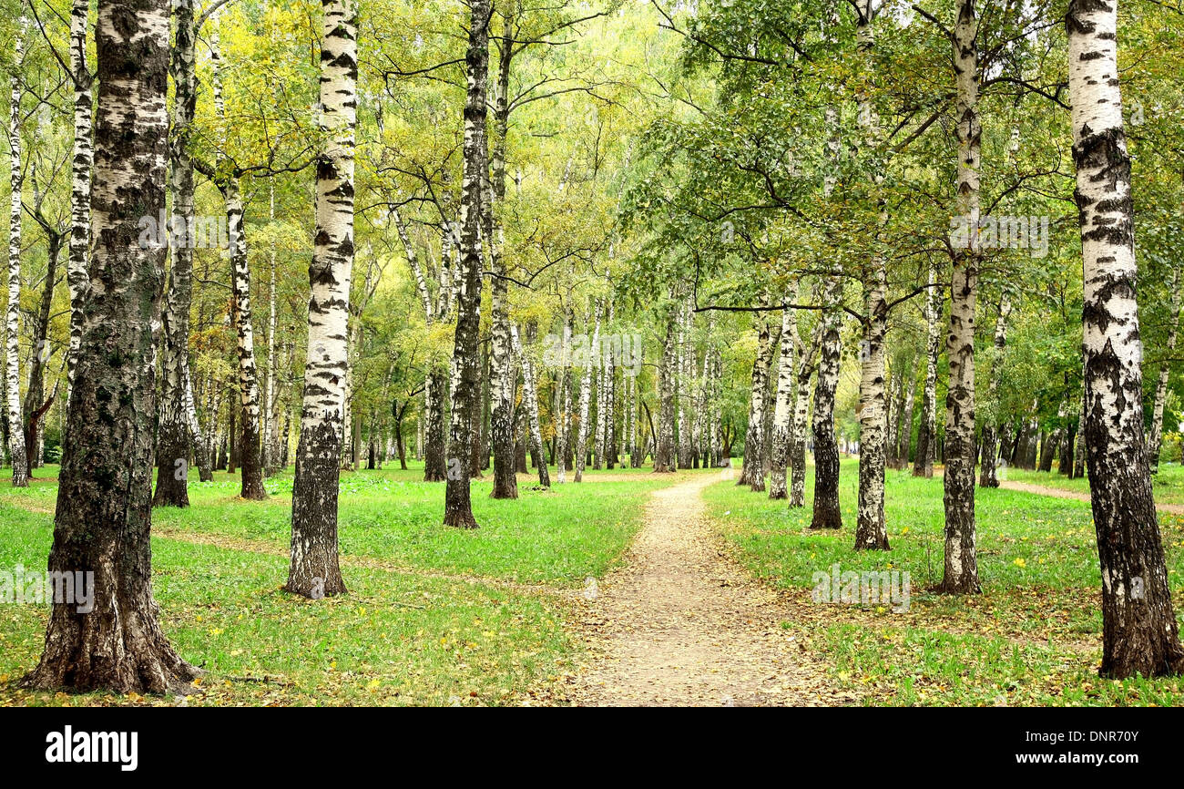 Morning autumn birch grove in the end of September Stock Photo