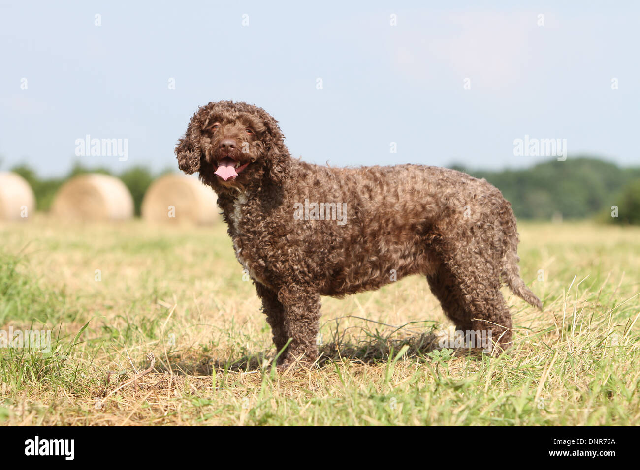 Dog Perro De Agua Espanol Spanish Water Dog Adult Standing In A Stock Photo Alamy