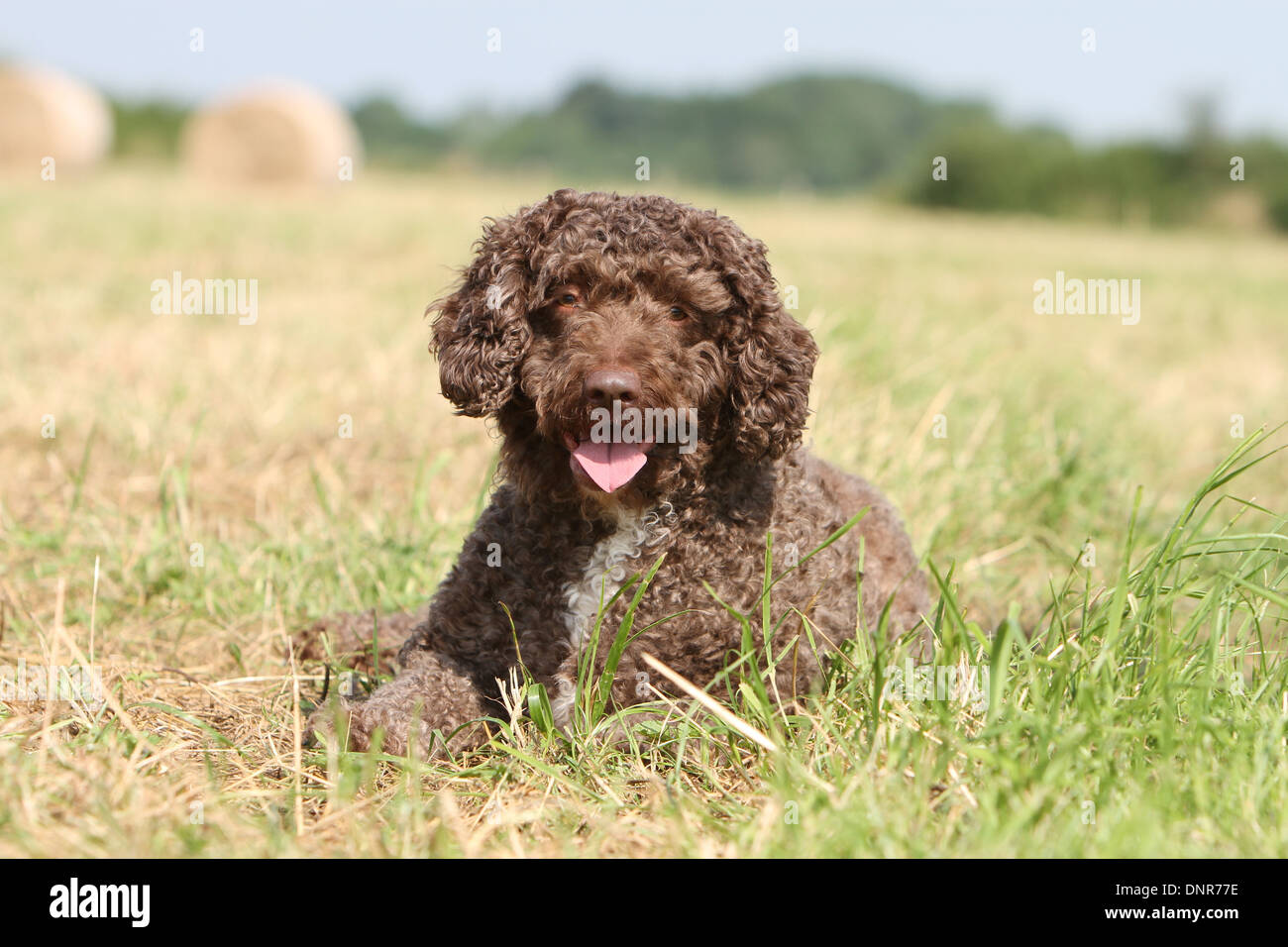 Dog Perro de Agua Espanol / Spanish Water Dog adult lying in a field Stock  Photo - Alamy
