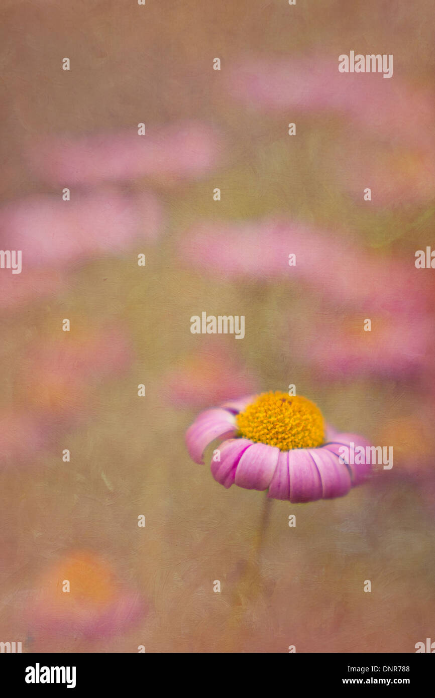 Pink daisy in flower field Stock Photo