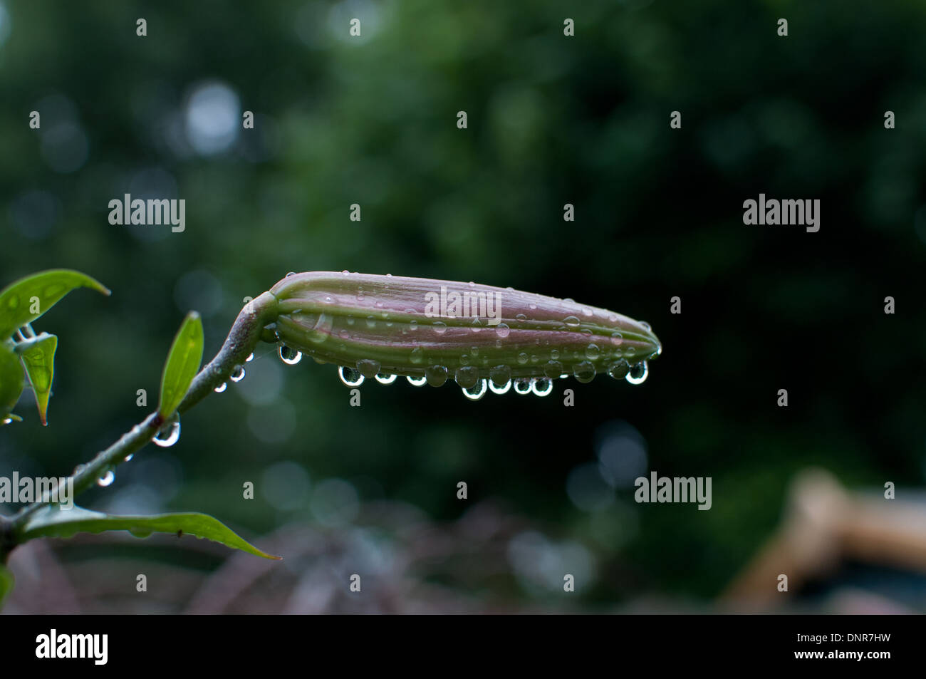 water droplets on a lily Stock Photo - Alamy