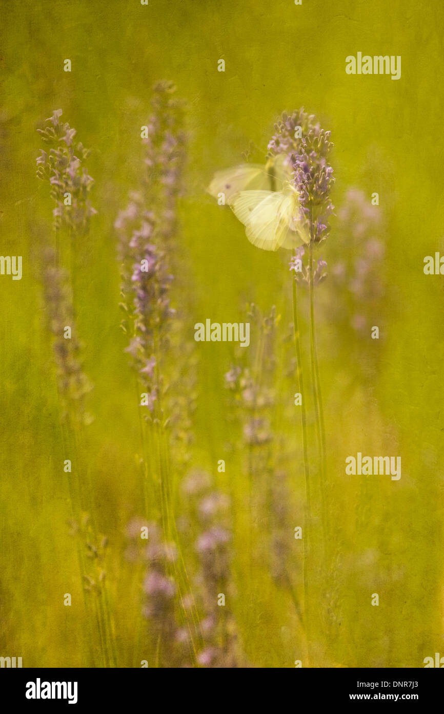 Painterly butterfly on lavender Stock Photo