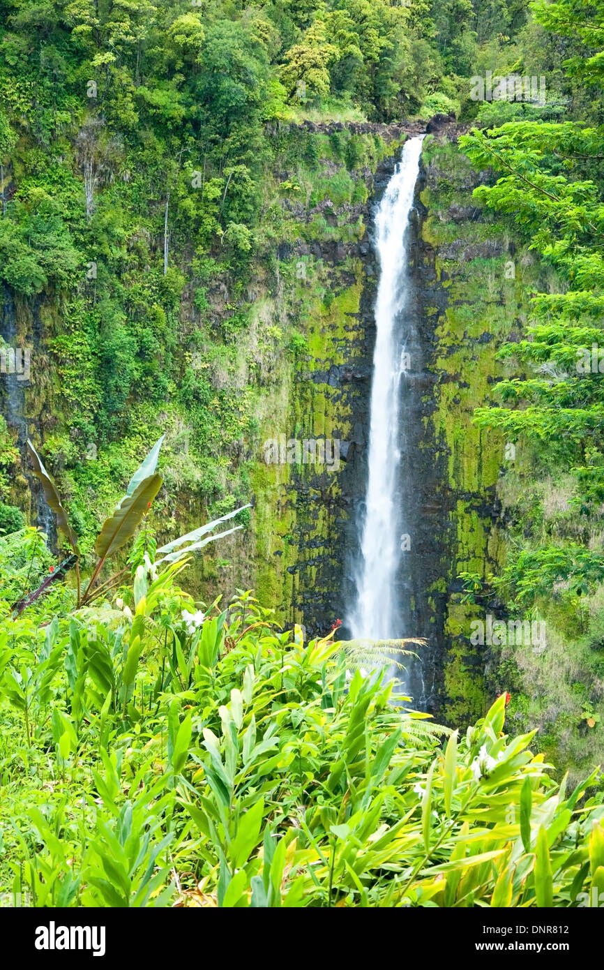 Rainforest on big island hawaii hi-res stock photography and images - Alamy