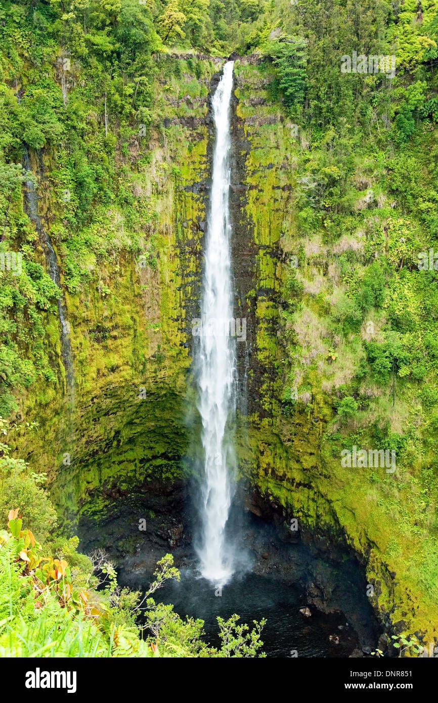 Rainforest on big island hawaii hi-res stock photography and images - Alamy