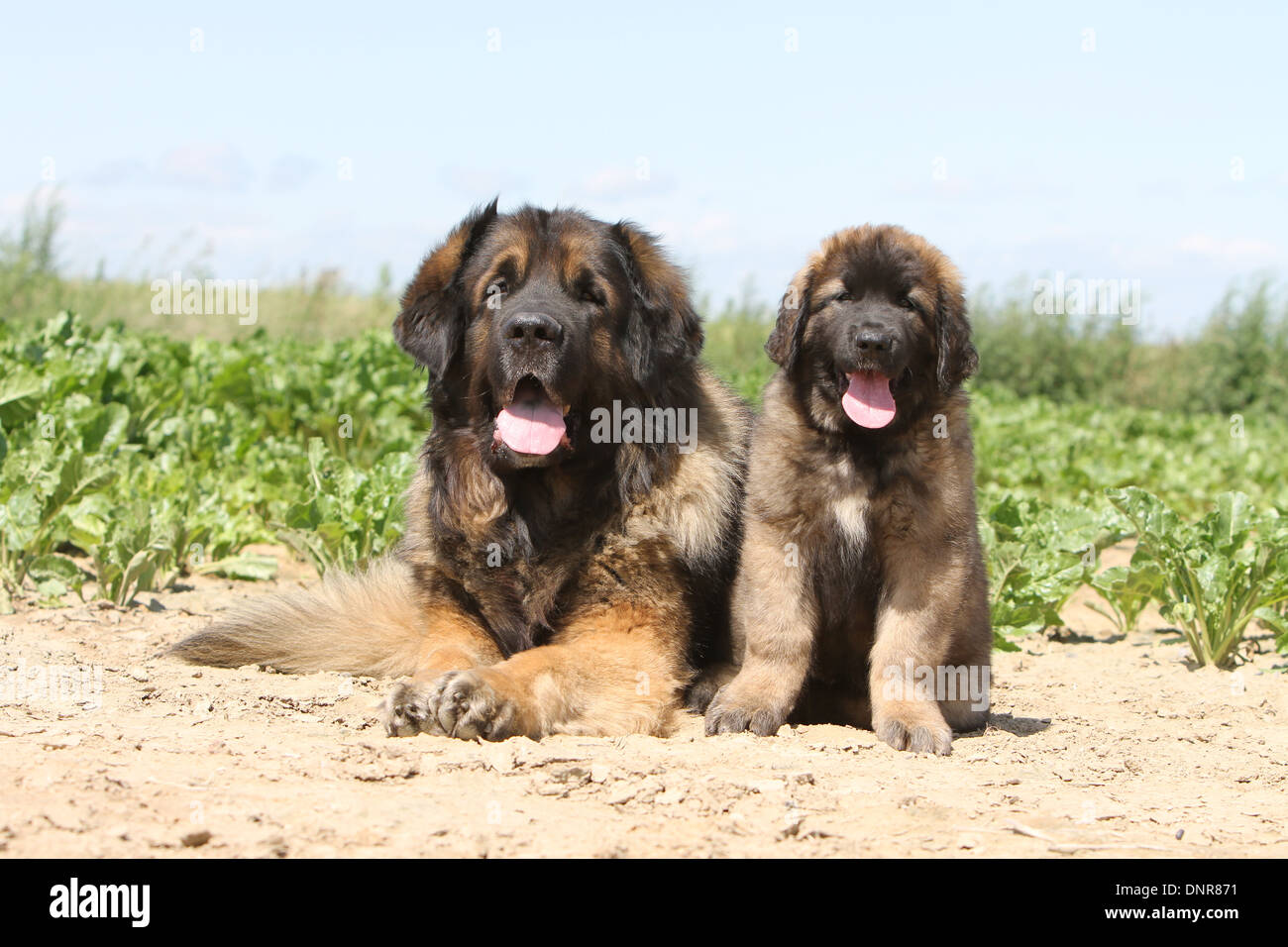 Dog Leonberger / adult and puppy in a field Stock Photo Alamy