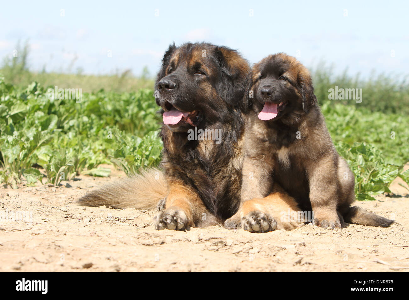 cute-young-leonberger-puppy-lying-hi-res-stock-photography-and-images